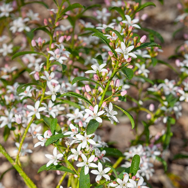 Fleur de cire à longues feuilles