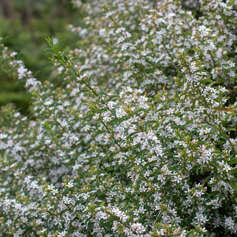 Fleur de cire à longues feuilles