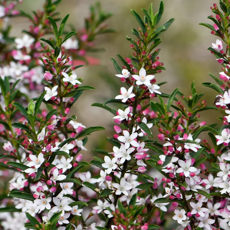 Fleur de cire à longues feuilles
