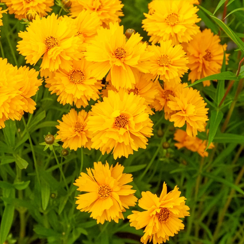 Coreopsis à grandes fleurs Sunray