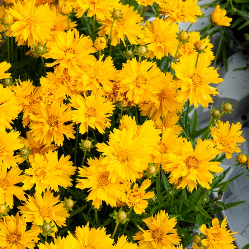 Coreopsis à grandes fleurs Sunray