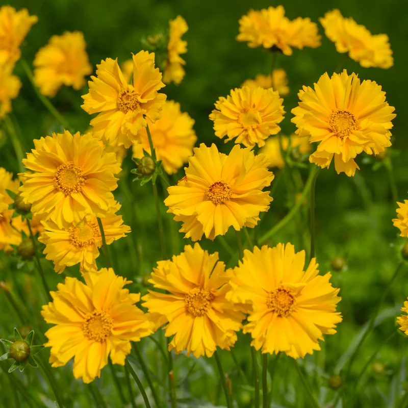 Coreopsis à grandes fleurs Sunray