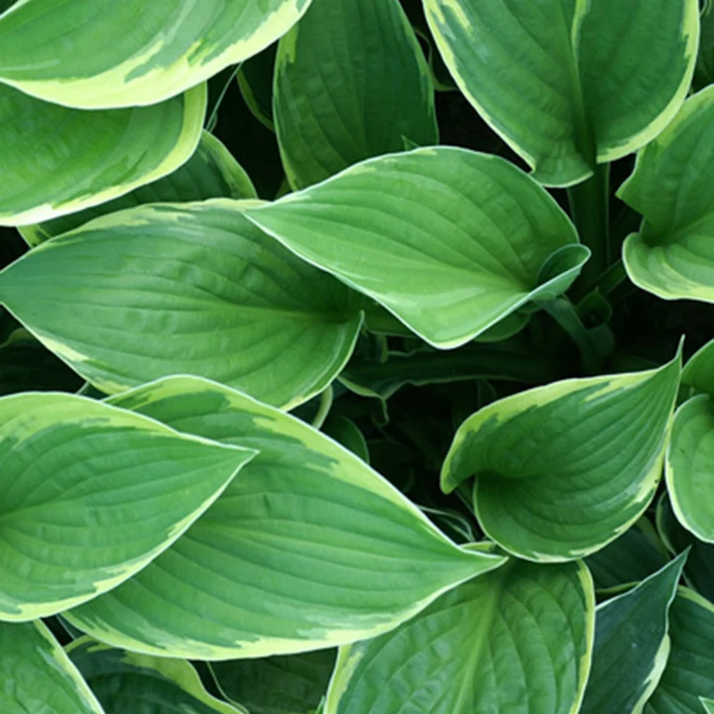Hosta Normalis