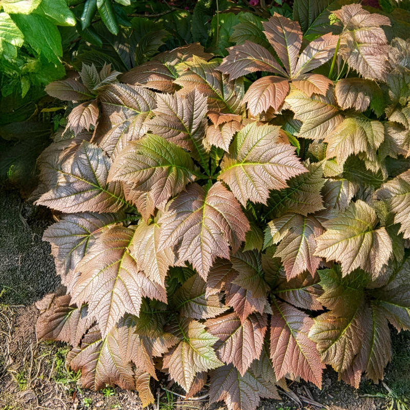 Rodgersia à feuilles larges
