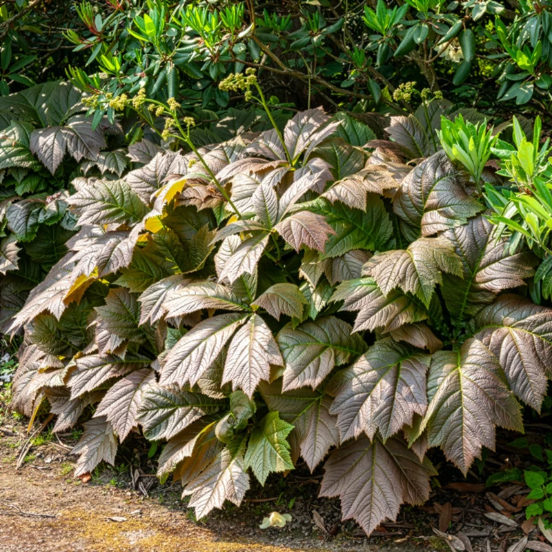 Rodgersia à feuilles larges