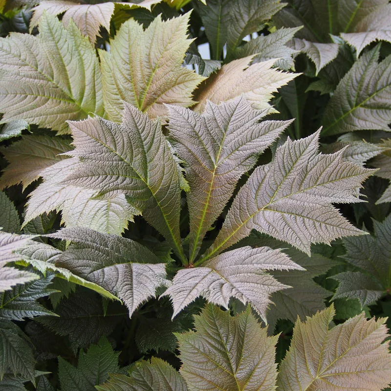 Rodgersia à feuilles larges
