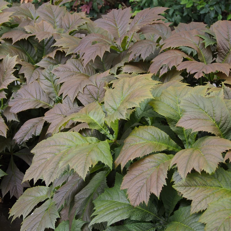 Rodgersia à feuilles larges