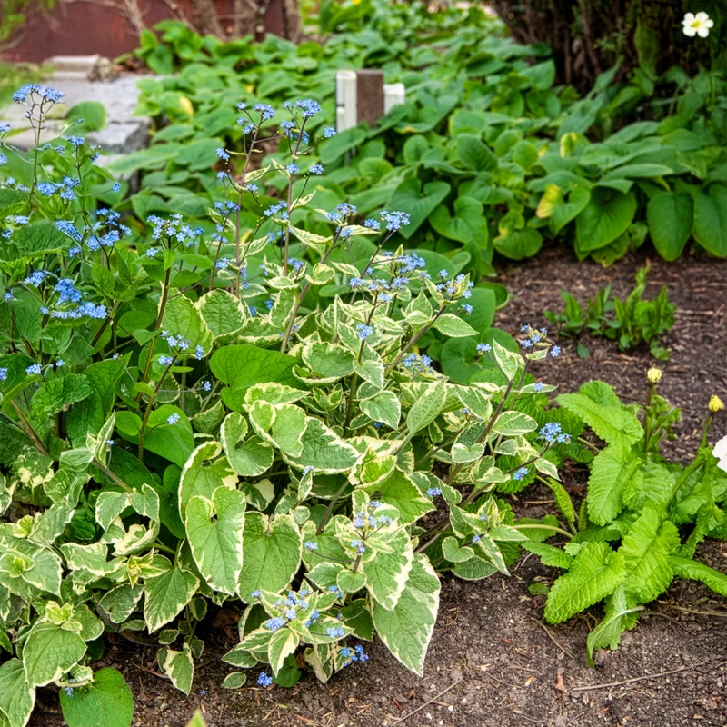Myosotis du Caucase Hadspen cream