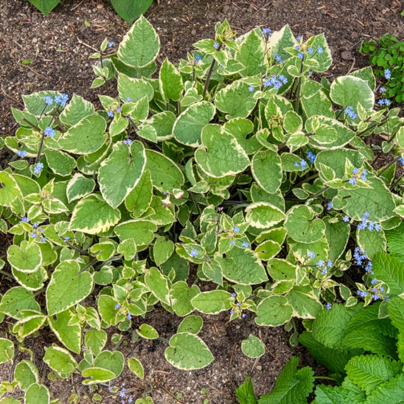 Myosotis du Caucase Hadspen cream