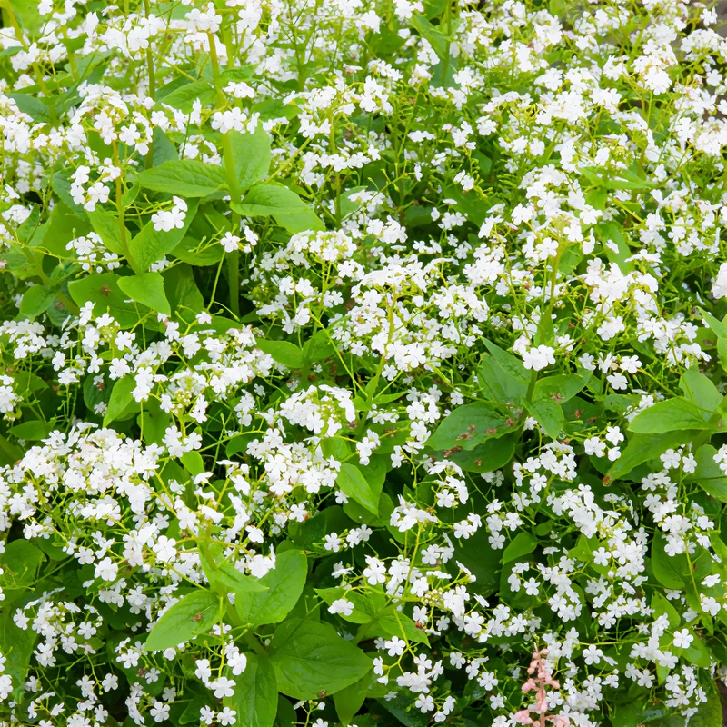 Myosotis du Caucase Betty Bowring
