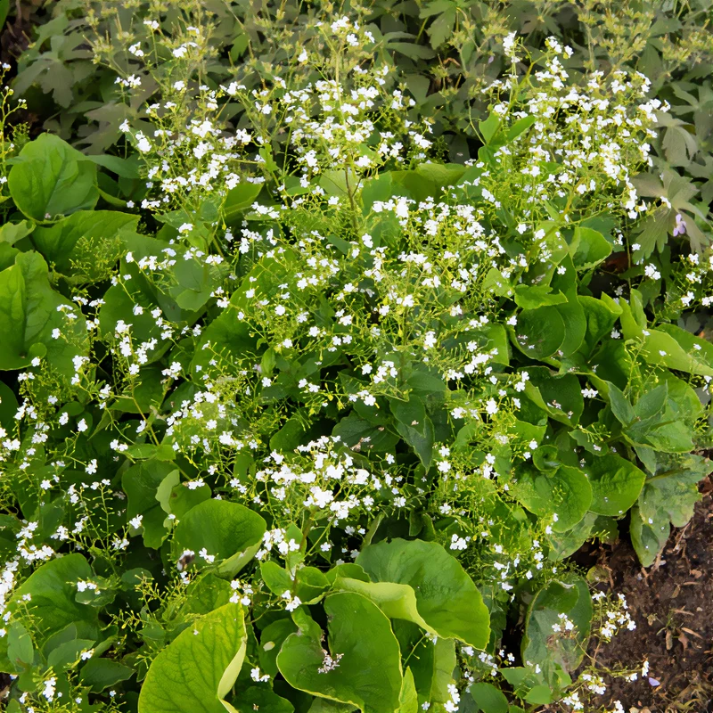 Myosotis du Caucase Betty Bowring