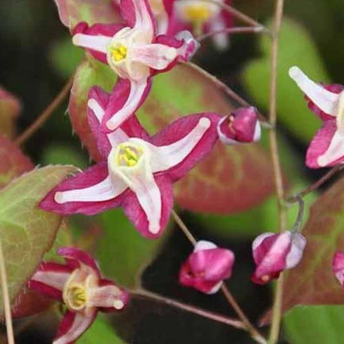 Epimedium Galadriel