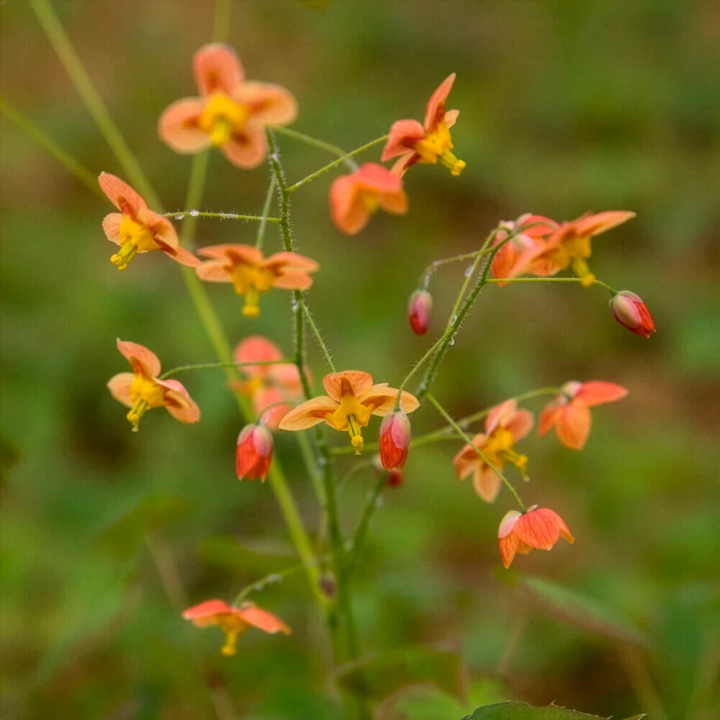 Epimedium pubigerum Orangekönigin