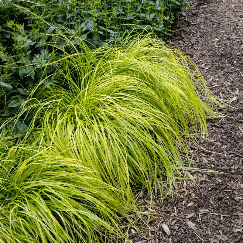 Laîche d'Oshima Everillo® - Carex