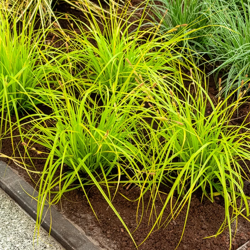 Laîche d'Oshima Everillo® - Carex