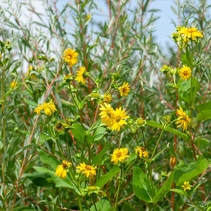 Tournesol vivace Capenoch Star