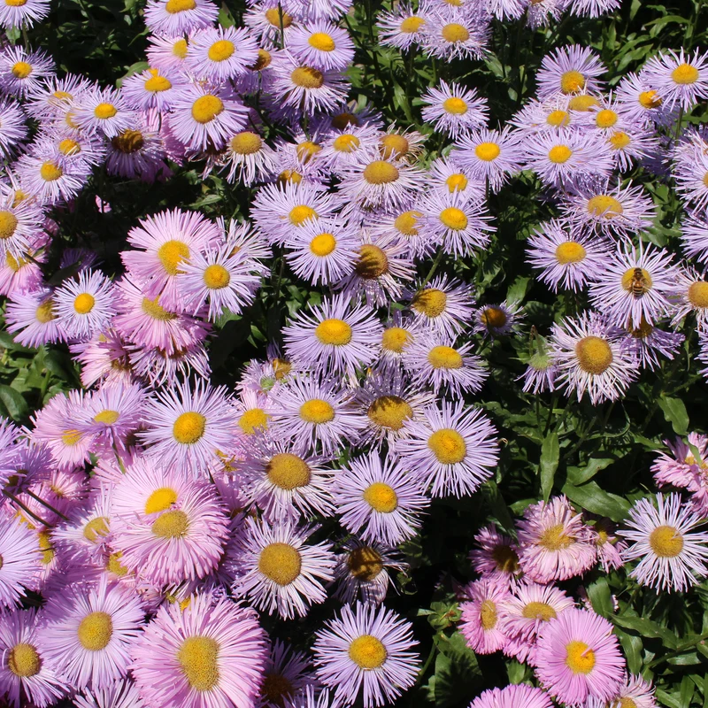Vergerette Rosa Jewel - Erigeron