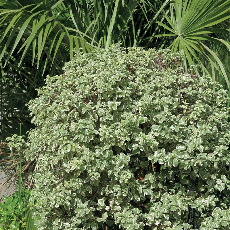 Pittosporum tenuifolium variegatum