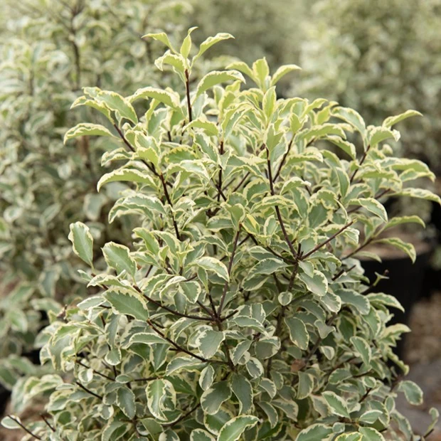 Pittosporum tenuifolium variegatum