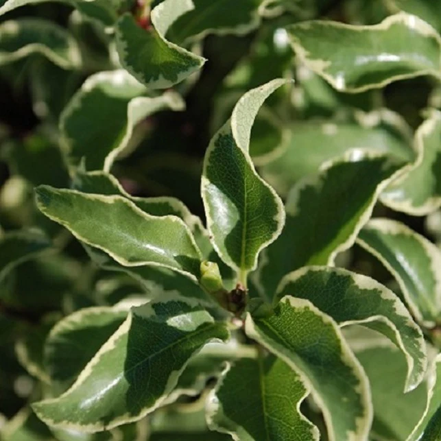 Pittosporum tenuifolium variegatum