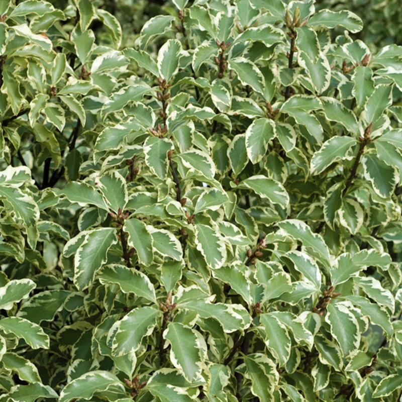 Pittosporum tenuifolium variegatum