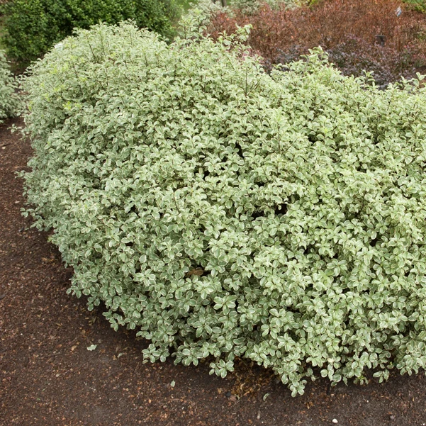 Pittosporum tenuifolium variegatum