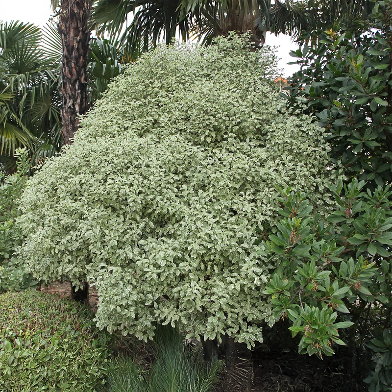Pittosporum tenuifolium variegatum