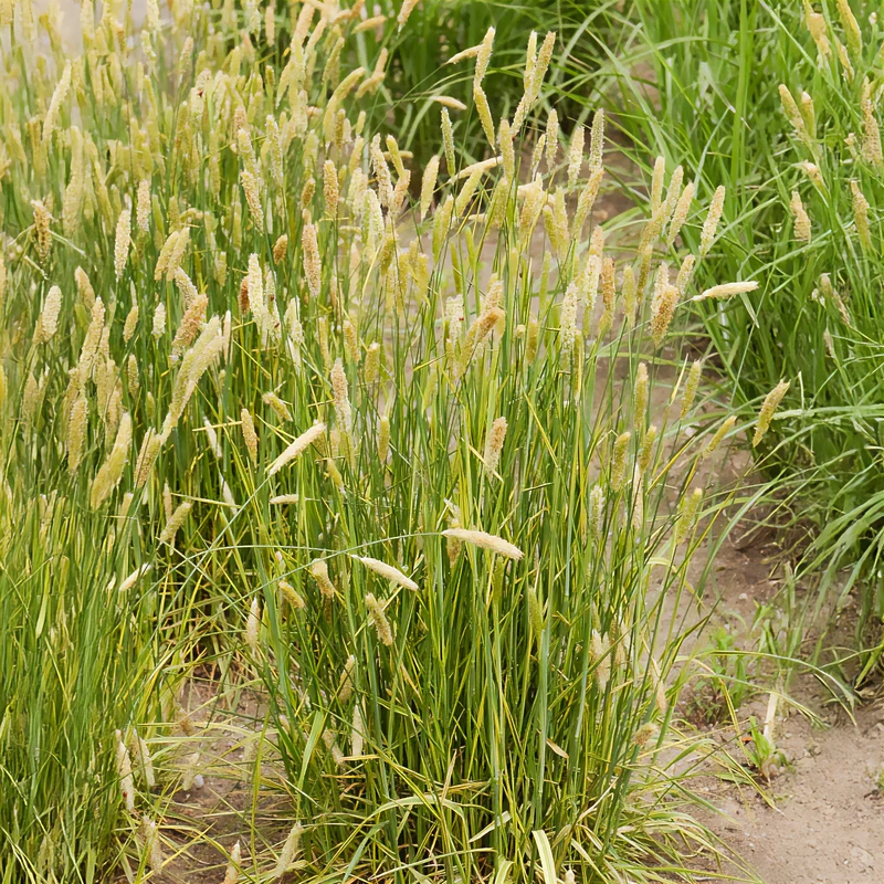 Vulpin des prés panaché
