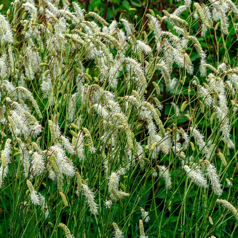 Pimprenelle blanche - Sanguisorbe