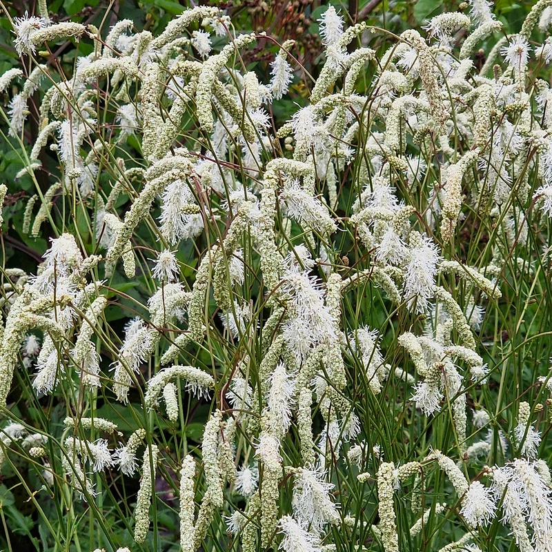 Pimprenelle blanche - Sanguisorbe