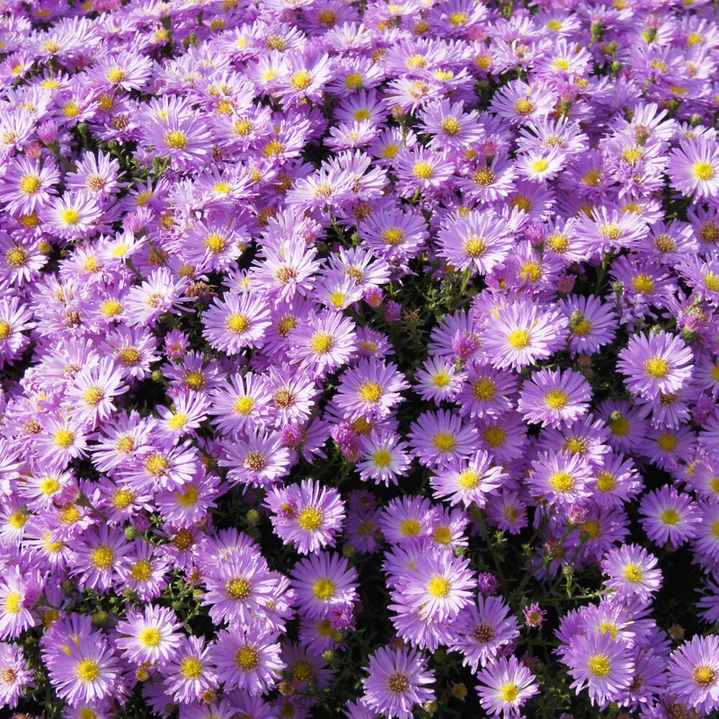 Aster nain Herbstgruss vom Bresrhof