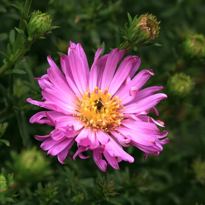 Aster nain Herbstgruss vom Bresrhof