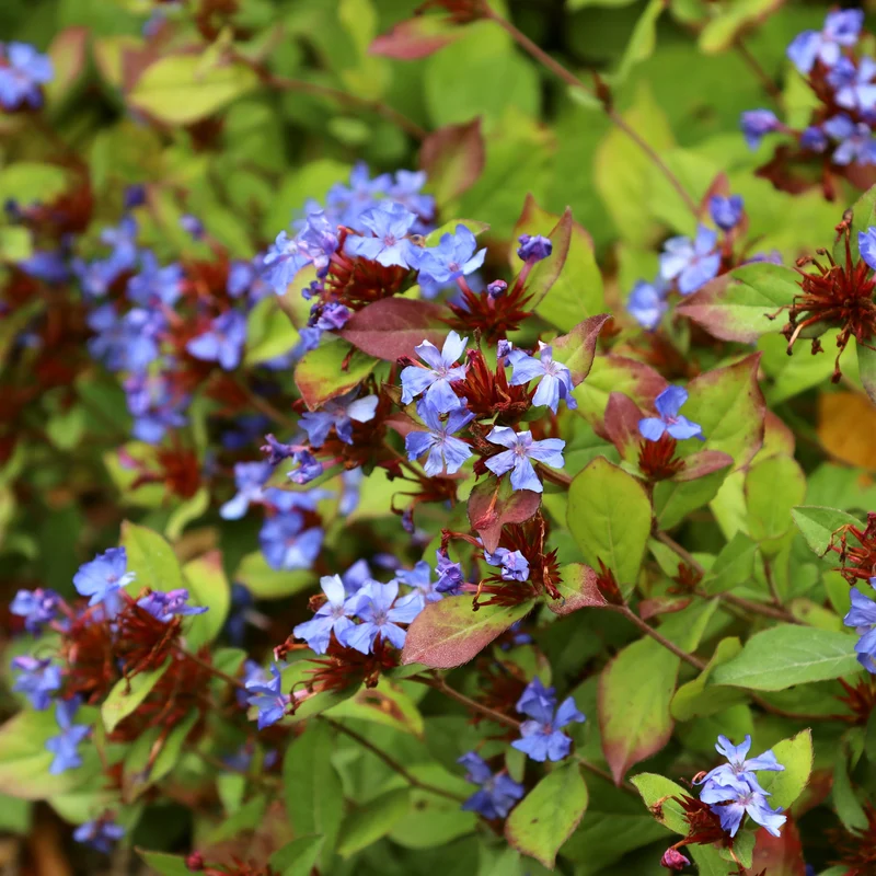 Cerastostigma - Dentelaire bleue