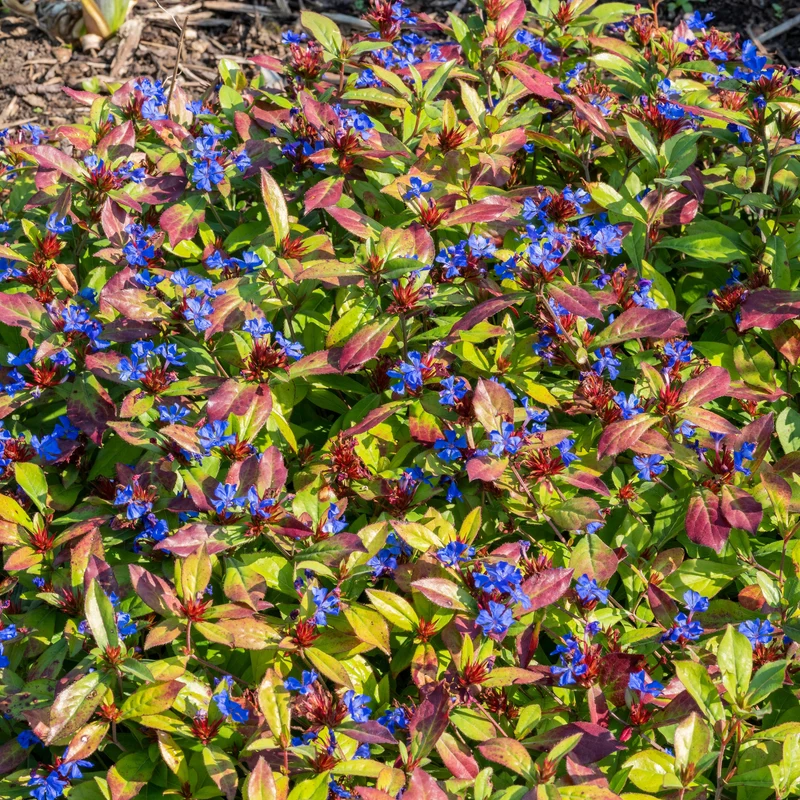 Cerastostigma - Dentelaire bleue
