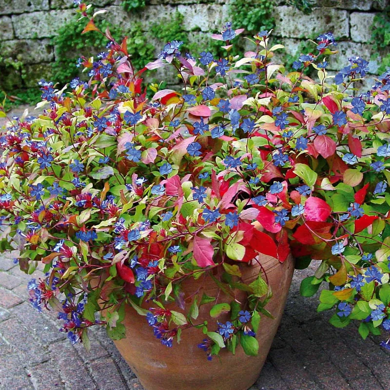 Cerastostigma - Dentelaire bleue