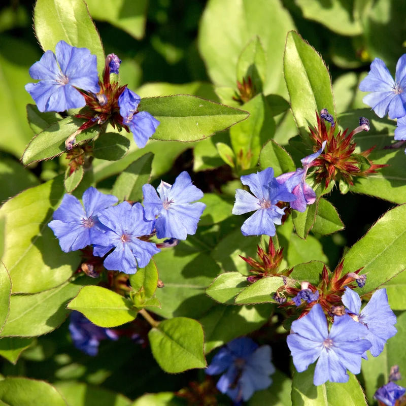 Cerastostigma - Dentelaire bleue