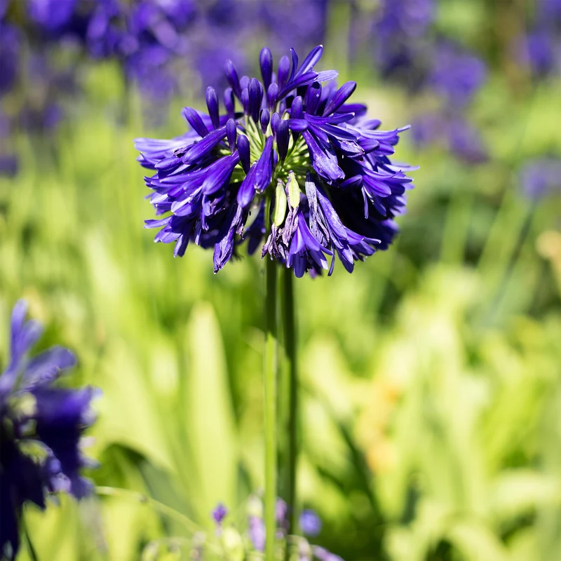 Agapanthe Purple Cloud