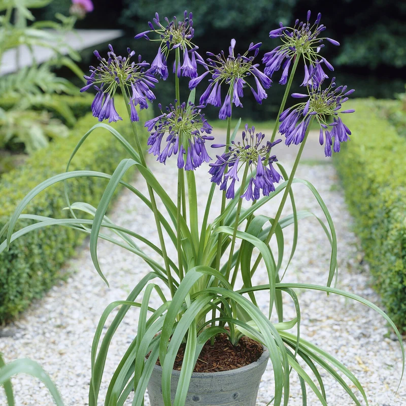 Agapanthe Purple Cloud