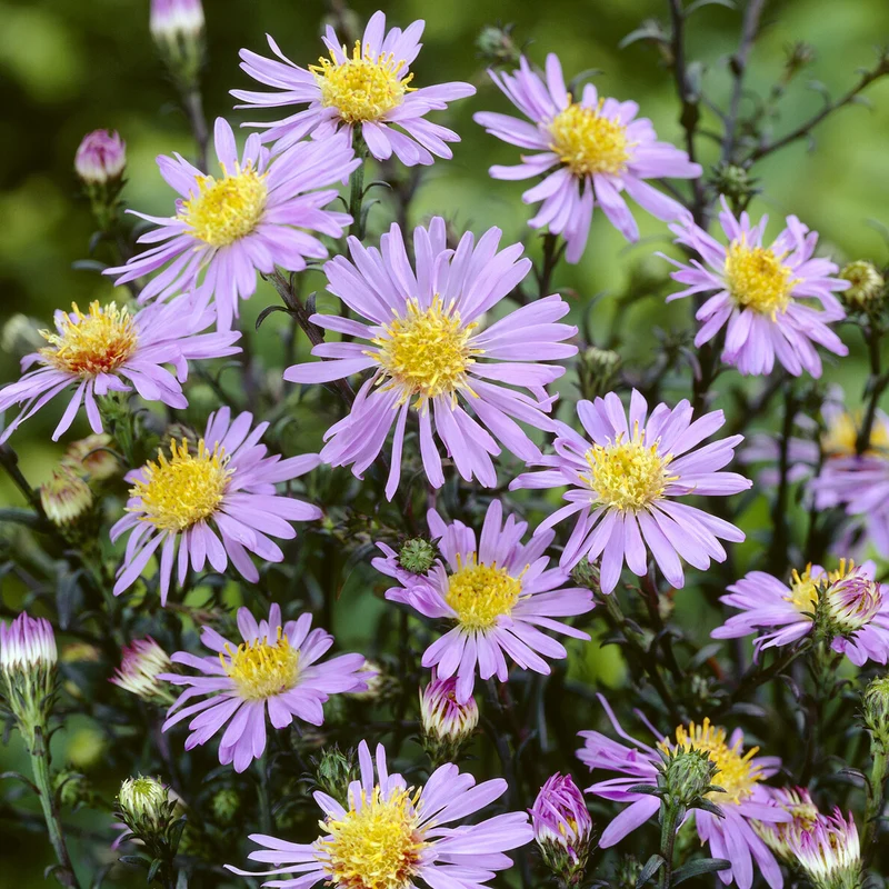 Aster géant d'automne Calliope