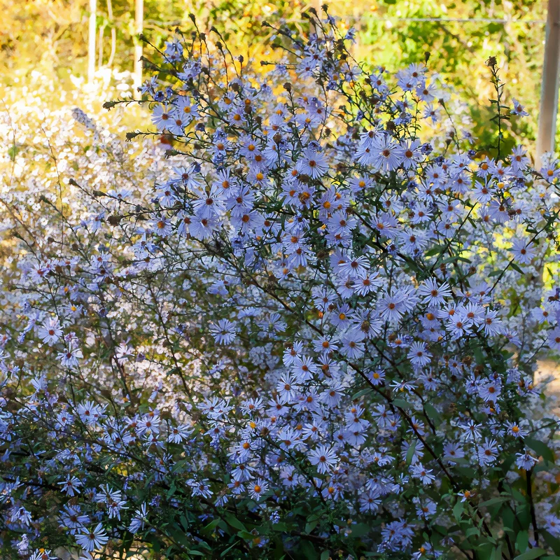 Aster géant d'automne Calliope