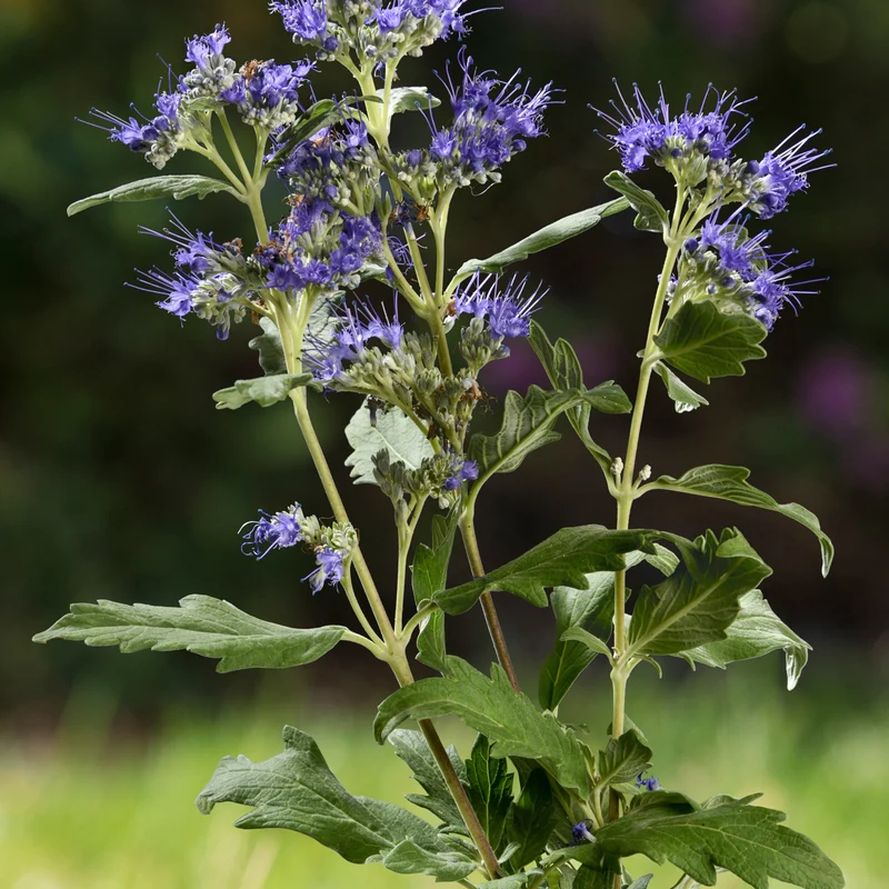 Caryopteris Good as Gold