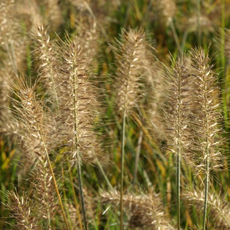 Herbe aux écouvillons Little Bunny - Pennisetum
