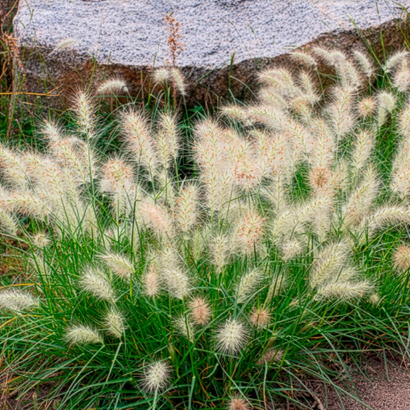 Herbe aux écouvillons Little Bunny - Pennisetum