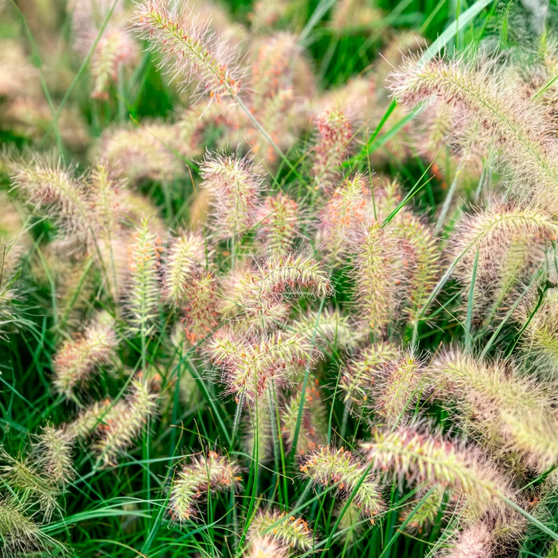Herbe aux écouvillons Little Bunny - Pennisetum
