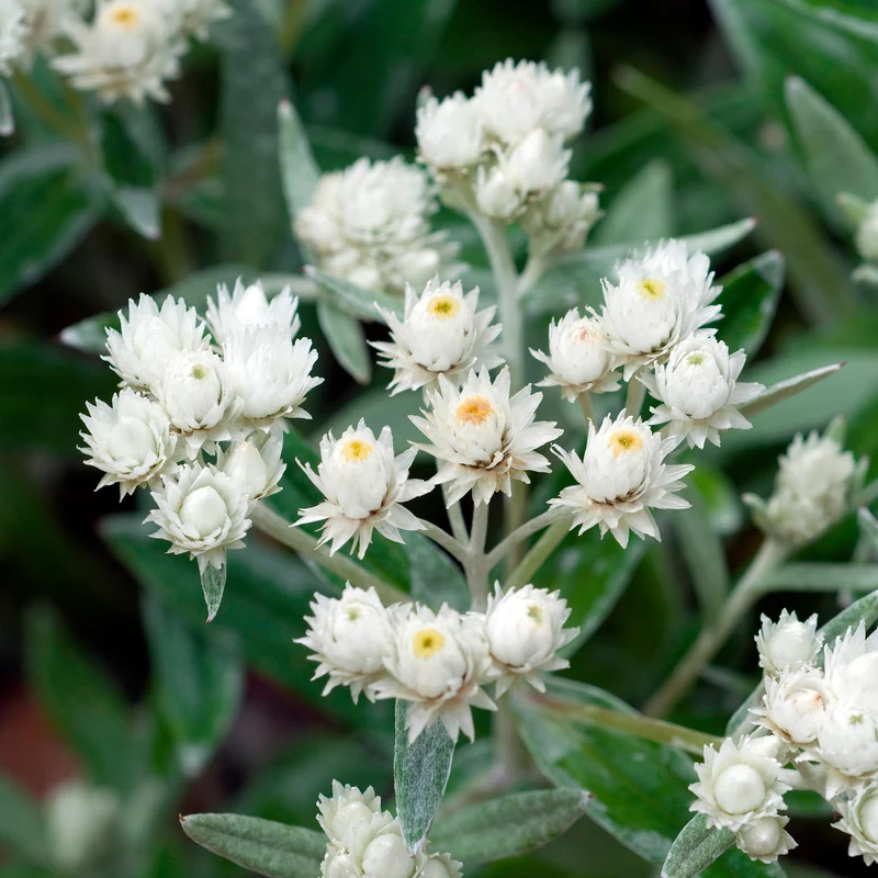 Immortelle de l'Himalaya Silberregen