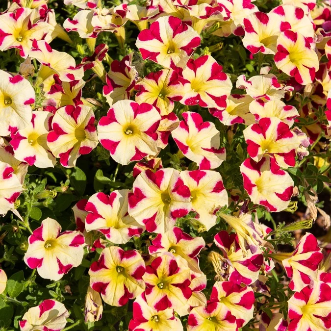 3 Pétunias Amore Reine des cœurs