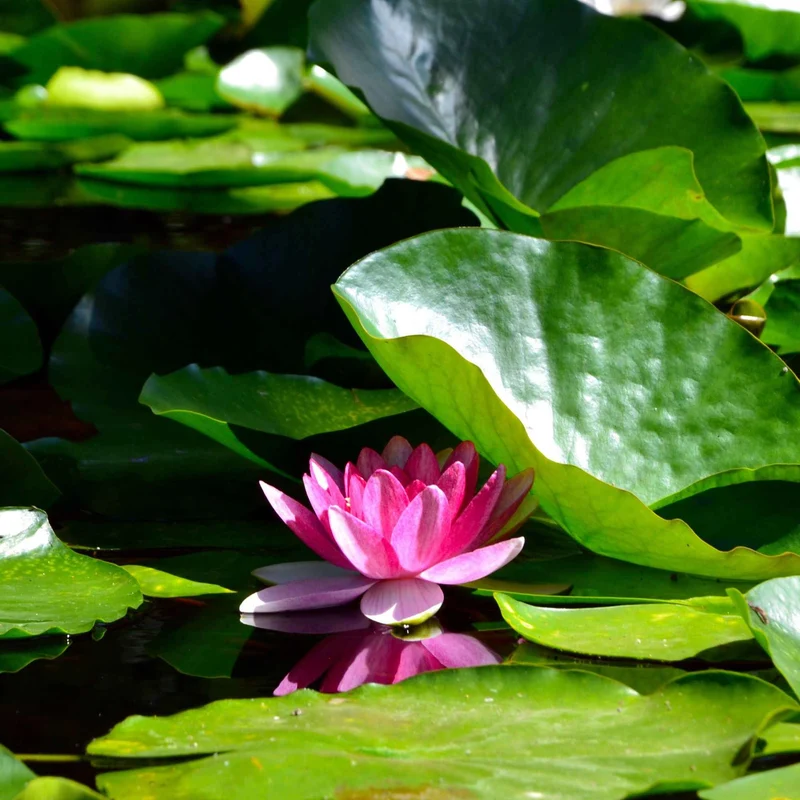 Nénuphar James Brydon