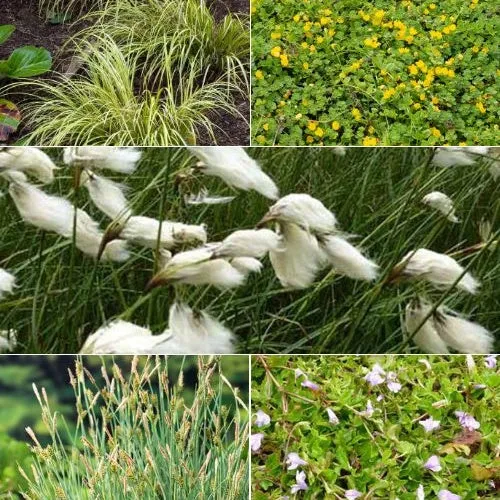 5 plantes de bassin favorables aux insectes en mélange