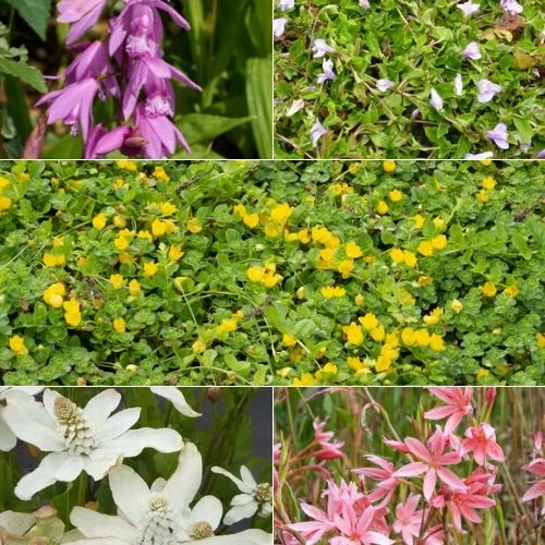 5 plantes de bassin à fleurs en mélange