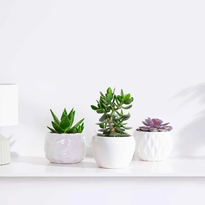 Collection de 3 succulentes - Crassula 'Minova Magic' et 2 Gasterias